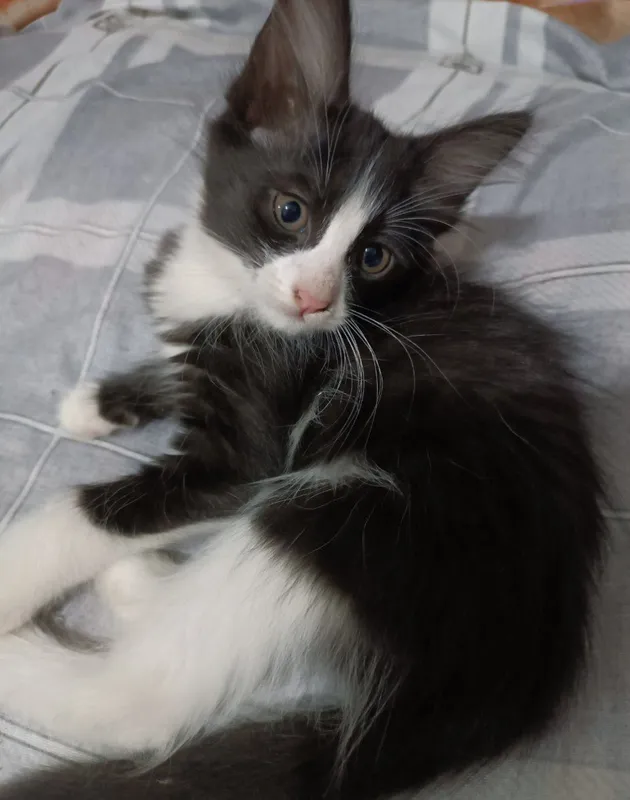 отдадим котят даром — фото 2