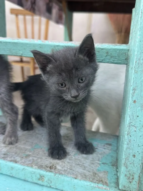 Котята 1,5 месячные! Приучены к лотку! Бесплатно! — фото 4 Котята 1,5 месячные! Приучены к лотку! Бесплатно! — фото 4