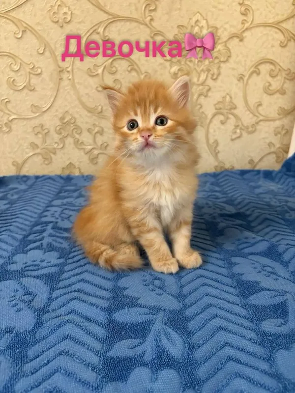 Котята.домашние — фото 2