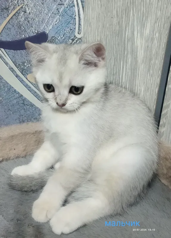 kumush rangli sof zotli shinshilla 8 kumush rangli sof zotli shinshilla 8