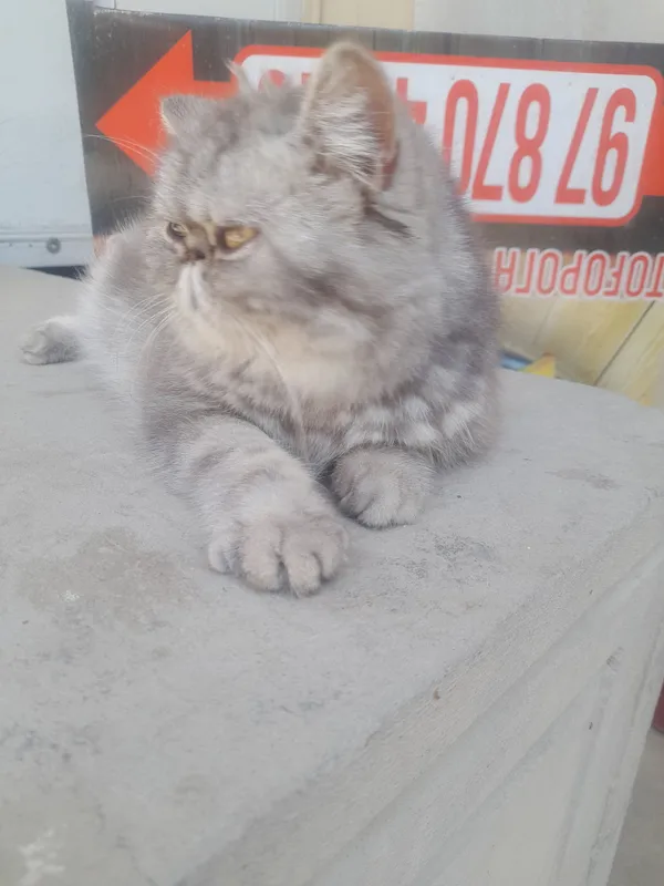 Кошка персинское — фото 1