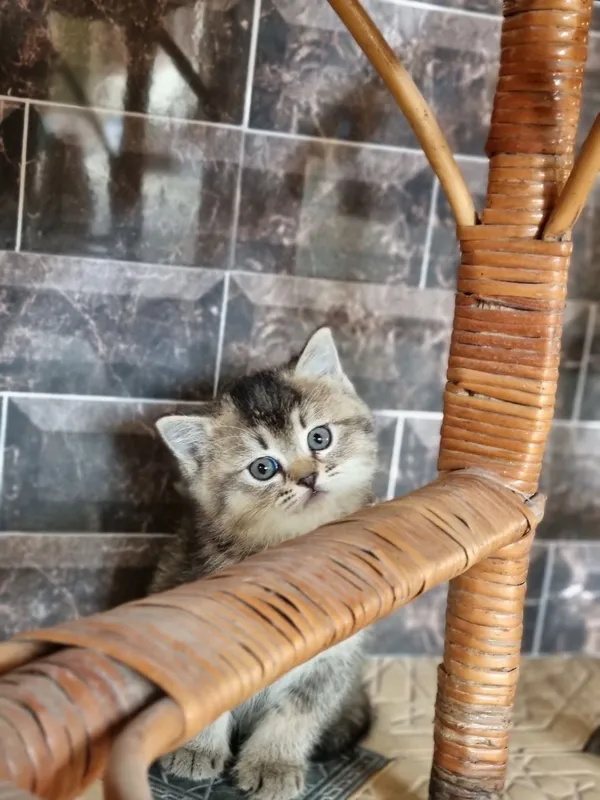 Скотиш фолд и скотиш страйт — фото 1
