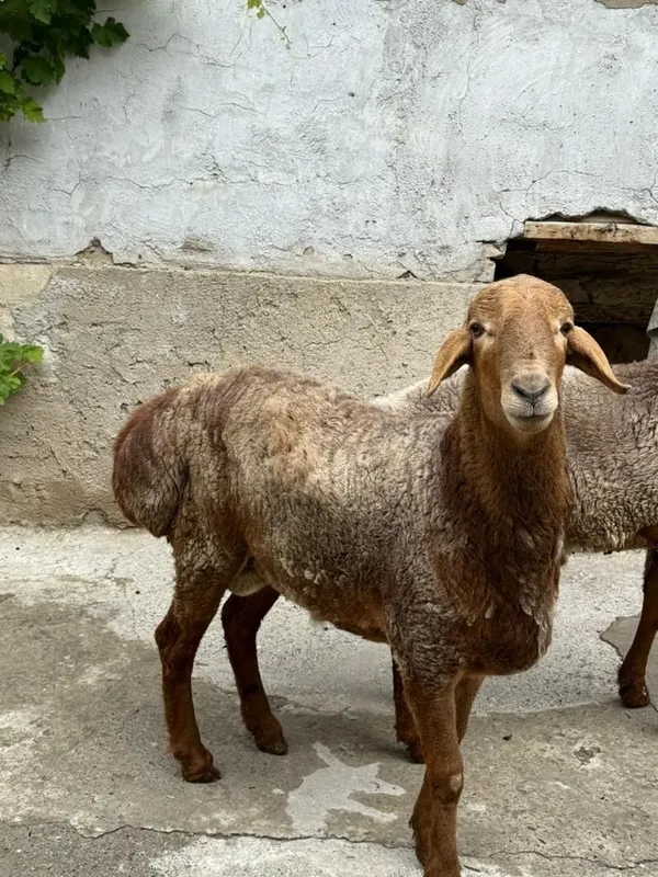 Куй баран кучкор 1 Куй баран кучкор 1