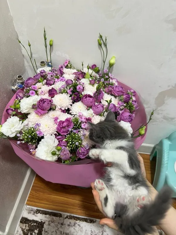 Отдается даром Котенок 2 месяца. Только в хорошую семью! 7 Отдается даром Котенок 2 месяца. Только в хорошую семью! 7