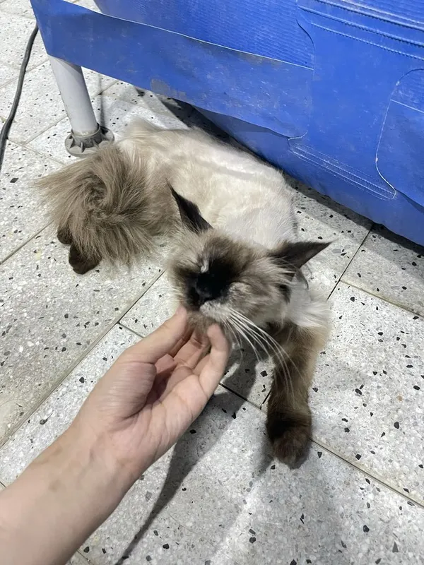 тайский зотли мушук яхши колларга 3 тайский зотли мушук яхши колларга 3
