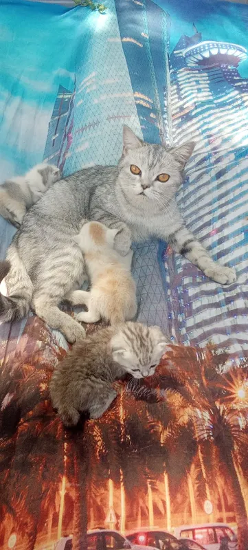Котята шотландские страйты 3 Котята шотландские страйты 3