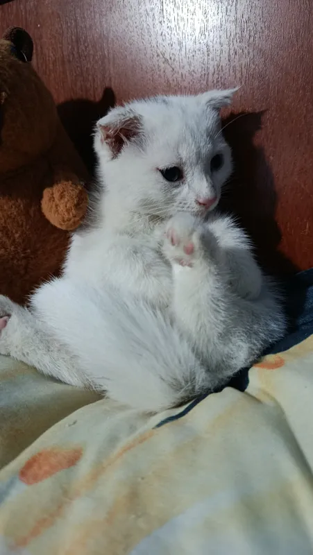 Отдам котят бесплатно 2