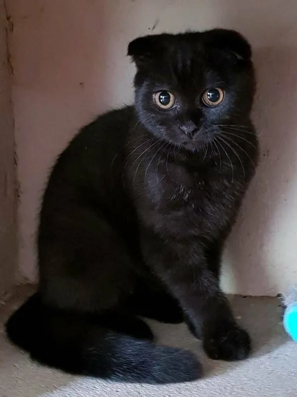 Scottish Fold black