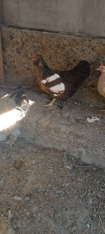 Brama tovuqlar sotiladi 3