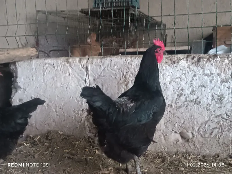 Qora shaxzoda gigant tuxum jo'jalariga zakaz olamiz