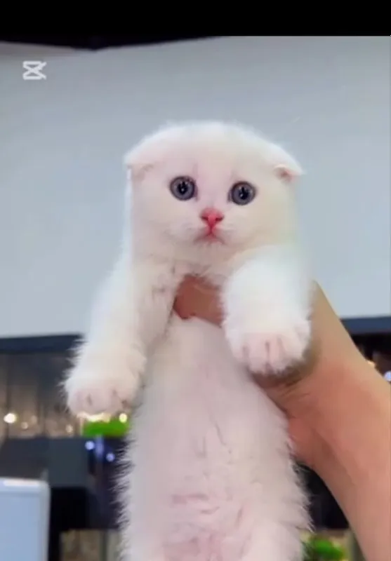 Scottish Fold Scottish Fold