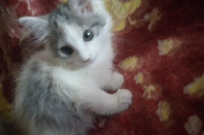 Котёнок девочка 3 месяца трёхцветная 4 Котёнок девочка 3 месяца трёхцветная 4