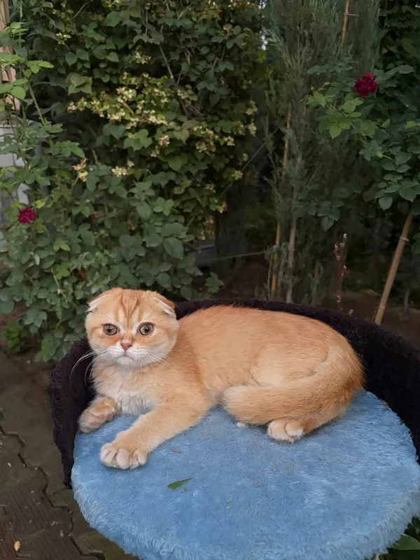 Oltin shinshilla zotidagi mushukchalar 1 Oltin shinshilla zotidagi mushukchalar 1
