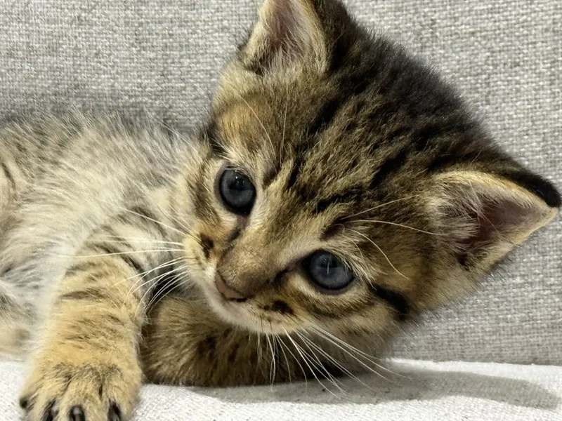 Отдам в хорошие ручки котят/4 кошки — фото 3