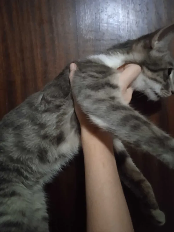 Красивый котик Мартин в добрые ручки. 1