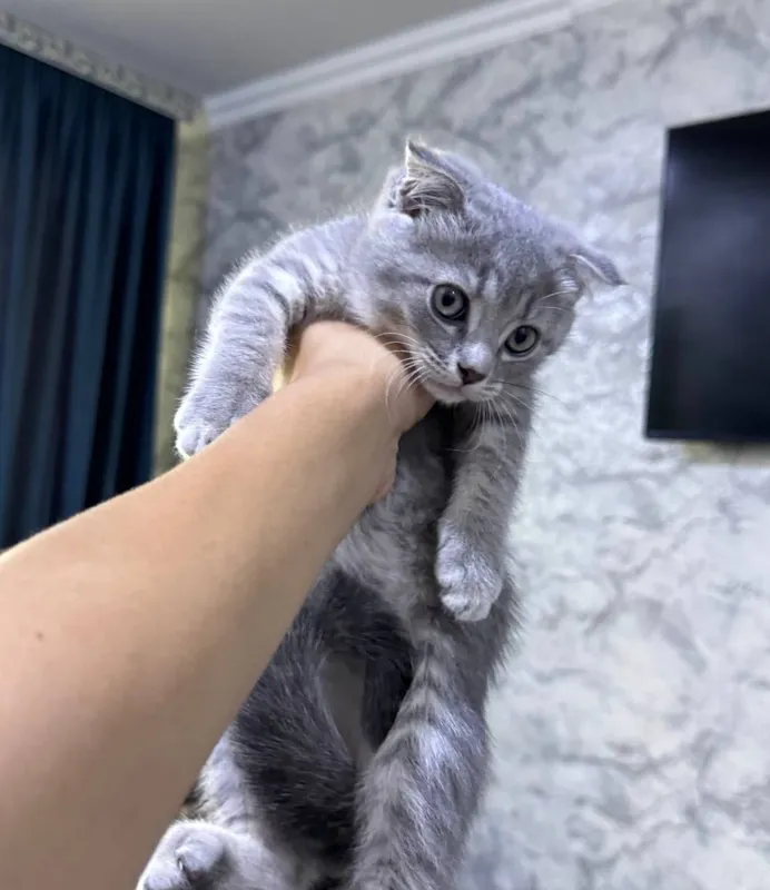 Котята веслаухие 3 Котята веслаухие 3