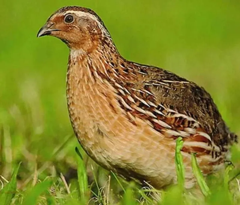 Bedana Goʻshti 75 000 kilosi