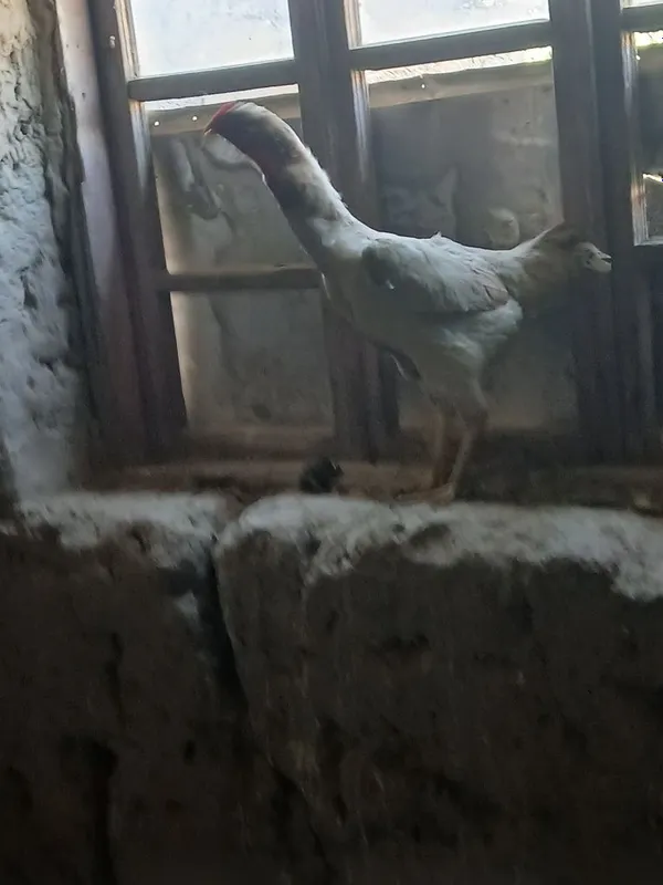 Tavuq sotiladi kulangi