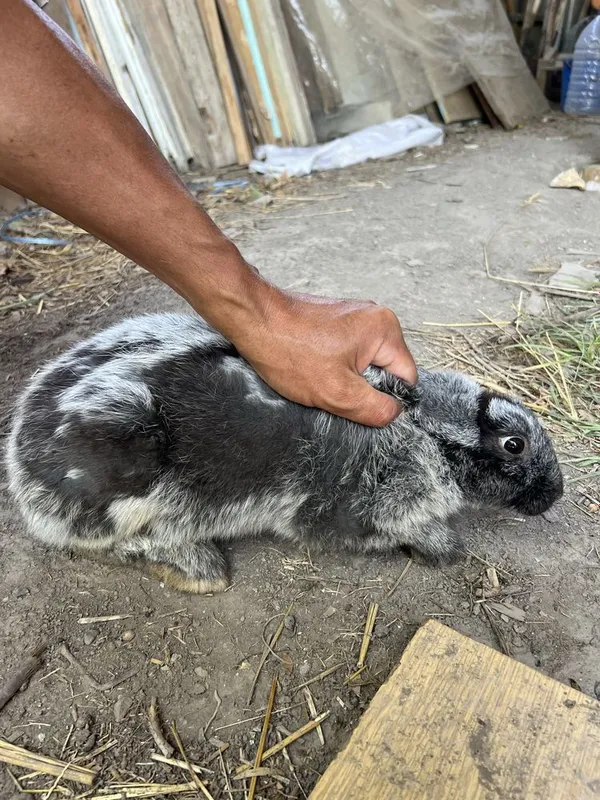 Срочно продам кролика! — фото 1