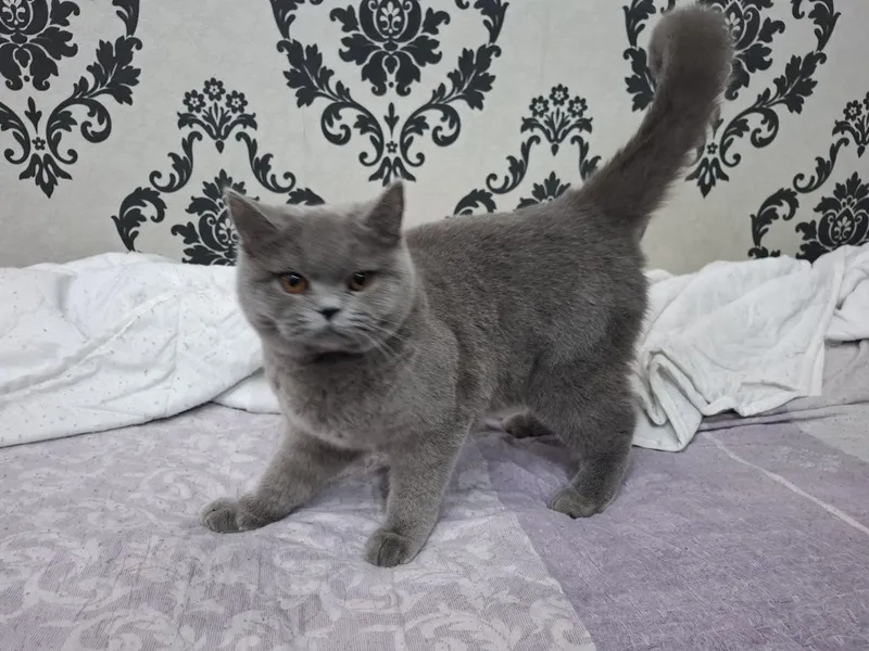 Zotdor mushuk sotiladi. 4 Zotdor mushuk sotiladi. 4