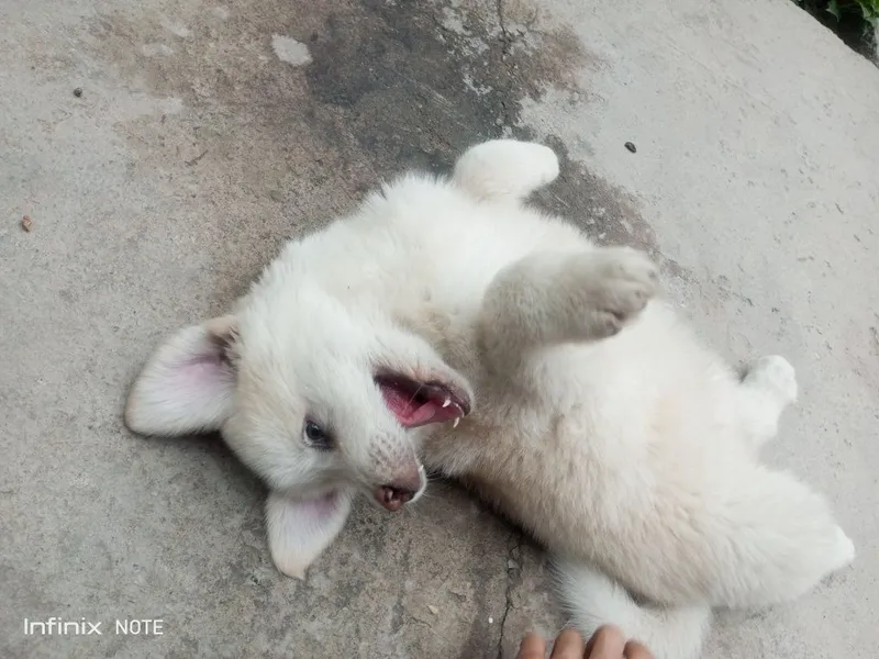 Kangal kuchuk 2 oylik 1