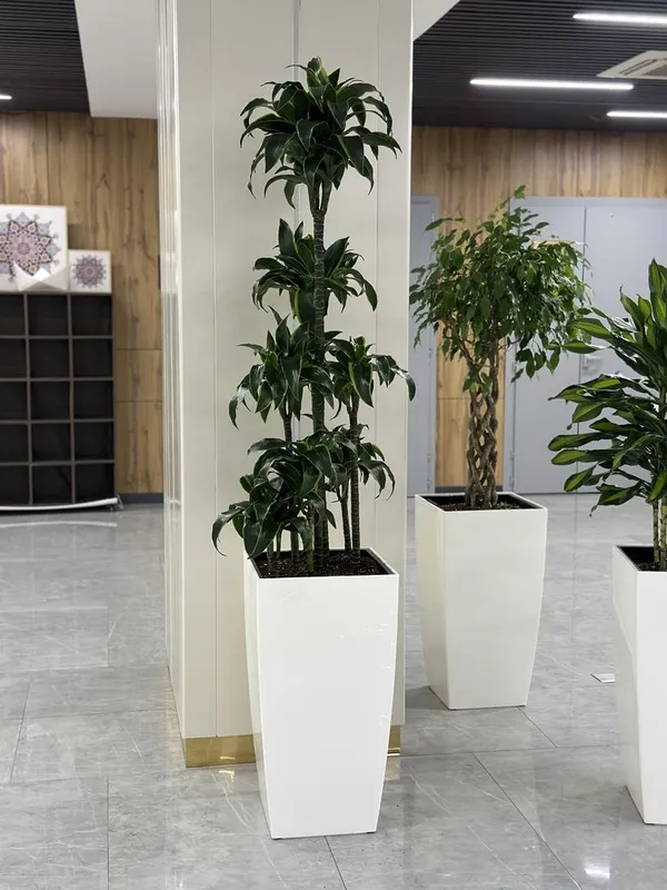 Ofis uchun gullar xonaki gullar — фото 3