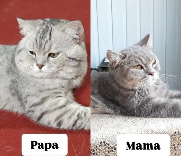 Кошка продается (British Highland) 5 Кошка продается (British Highland) 5