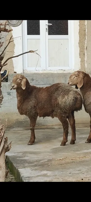 Тозза Арашан ку́зи кучкорлалимизнинг биттаси сотилади — фото 1