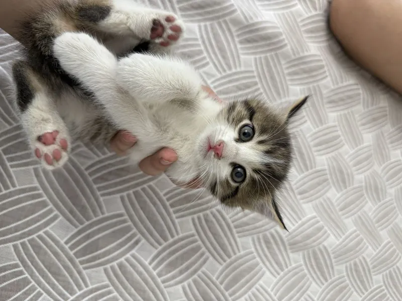 милейшие котята — фото 1