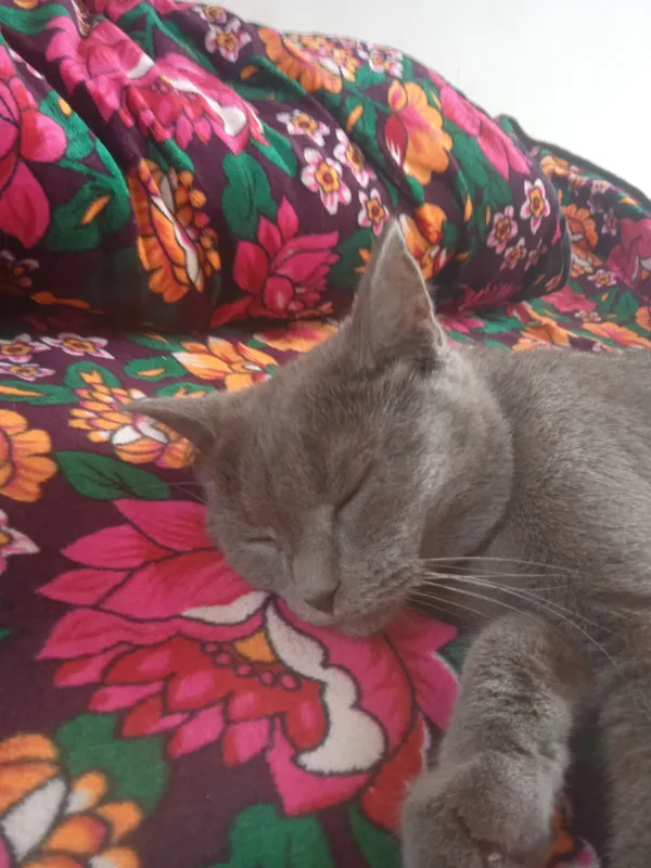 Продаётся кошка, цена по дешёвой цене 499 сум 3
