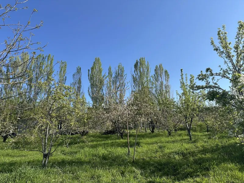 Срочно Кумушконда 24 сотик 12+12 кадастири бор учаска сотлади — фото 7