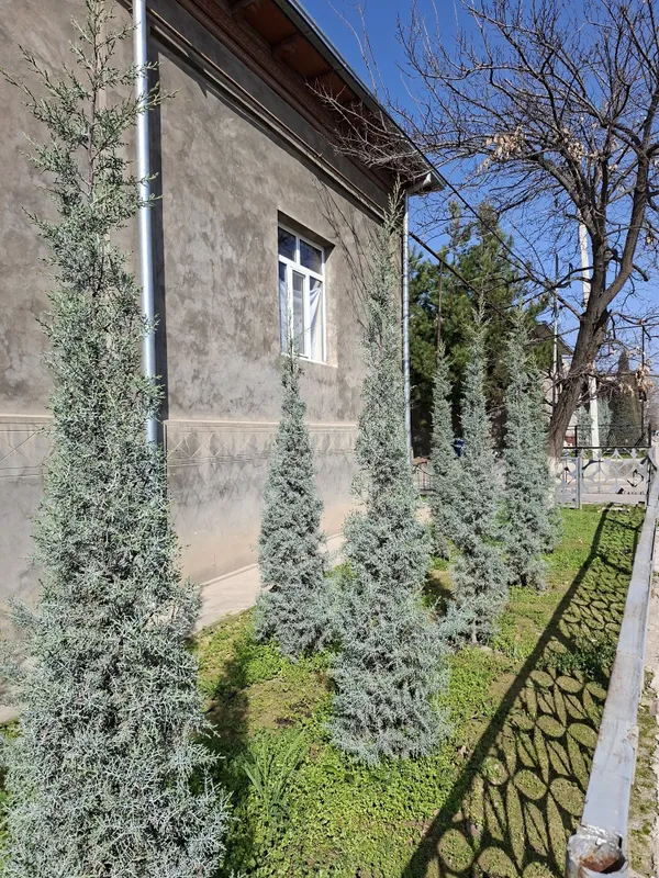 Аризонский Кипарис. Kiparis. Италия