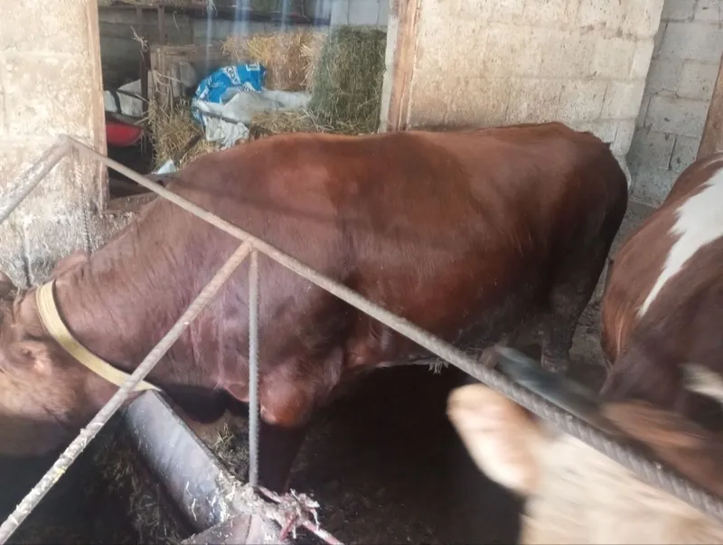 Buqalar sotiladi yeb ichishi zòr soğlom — фото 2