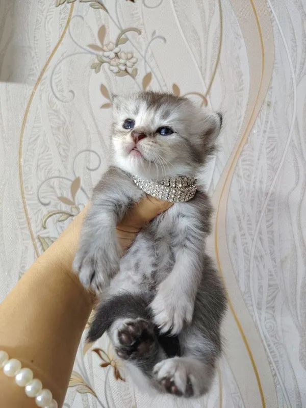 Bron qilish uchun shinchilla mushukchasi 2 Bron qilish uchun shinchilla mushukchasi 2