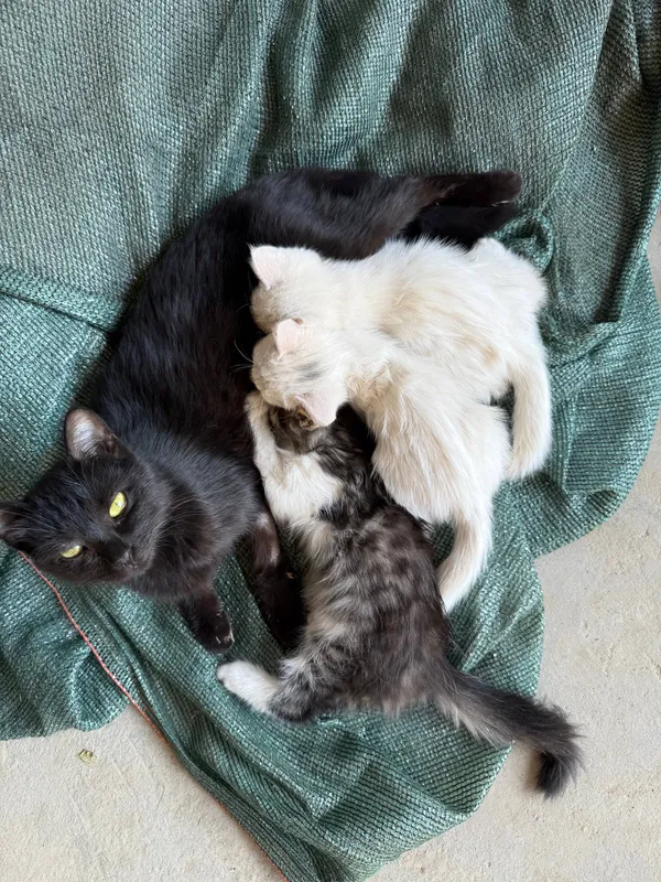 Котята бесплатно отдаются в надёжные руки 4