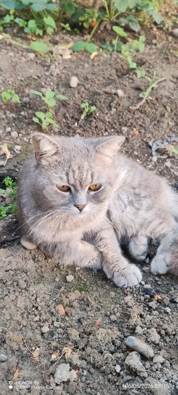 Zotdor mushuk sotiladi