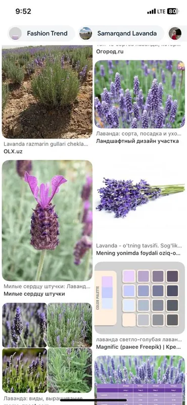 Lavanda kochati bor 4 xil