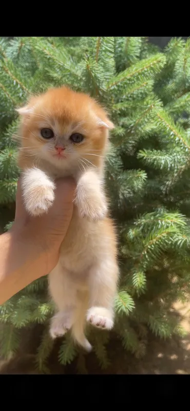 zalatistaya shinshilla tabby qiz bola mushuk 9