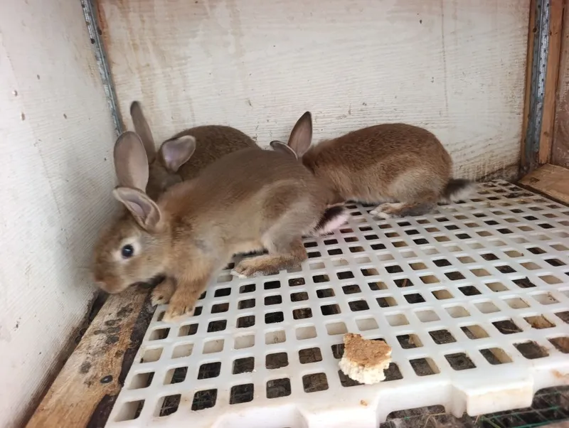 2 oyli quyonchala