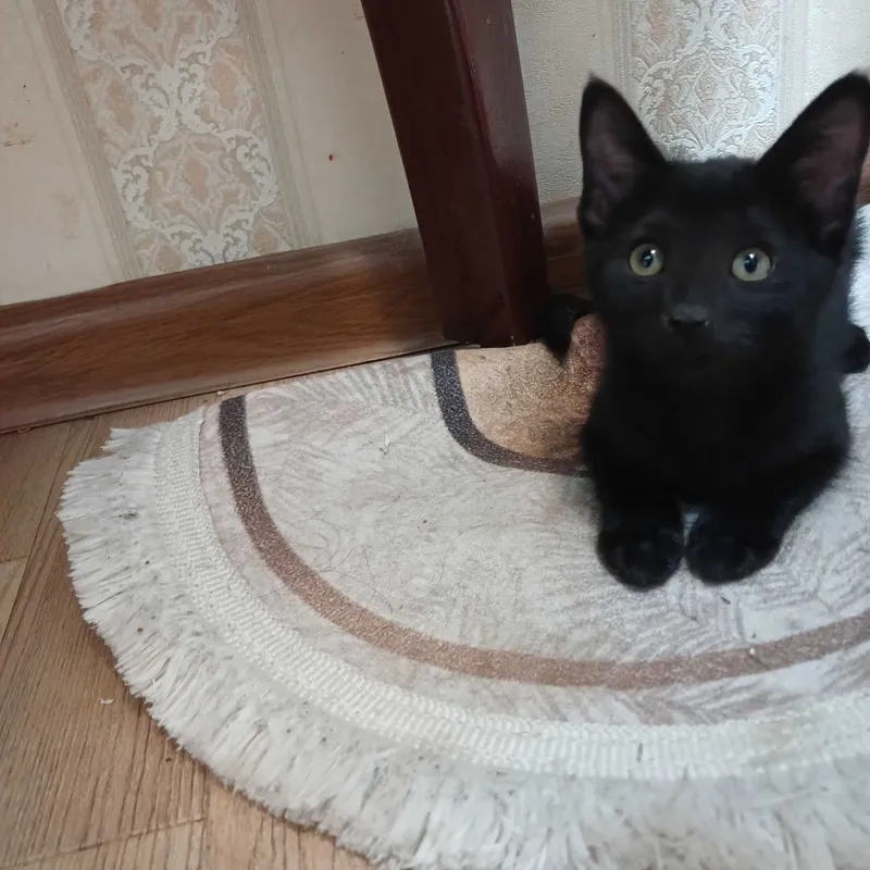 Котята в добрые руки — фото 2