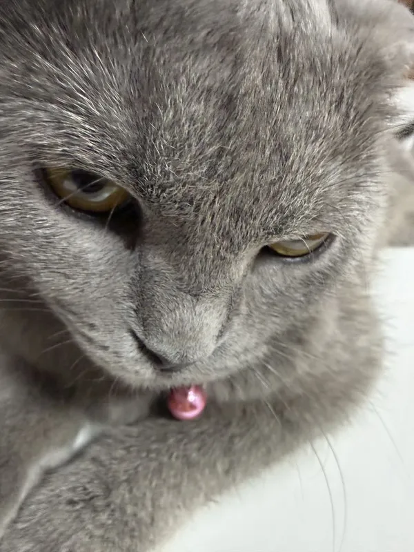 Кошка:Скотиш Фолд 2 Кошка:Скотиш Фолд 2