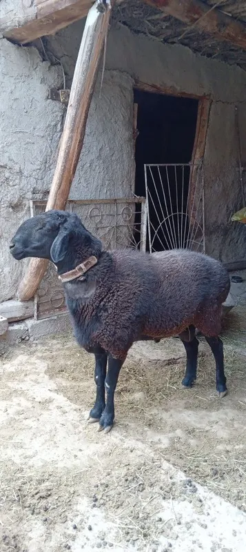 Qõchqor sotiladi