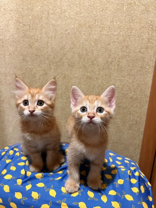 Отдаю котят в добрые руки