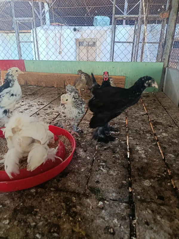 Продам цыплят брамы чистокровные 1 Продам цыплят брамы чистокровные 1