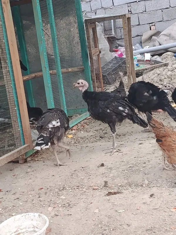 Kurkalar sotiladi damawniy 4