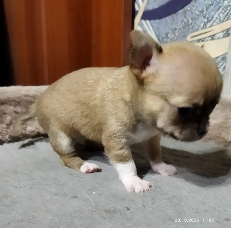 Chihuahua kuchukchalariga bron 6 Chihuahua kuchukchalariga bron 6