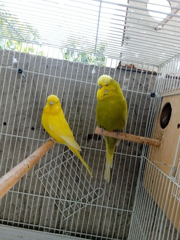 Valnistiy Andulka speng sotilad para 2 Valnistiy Andulka speng sotilad para 2
