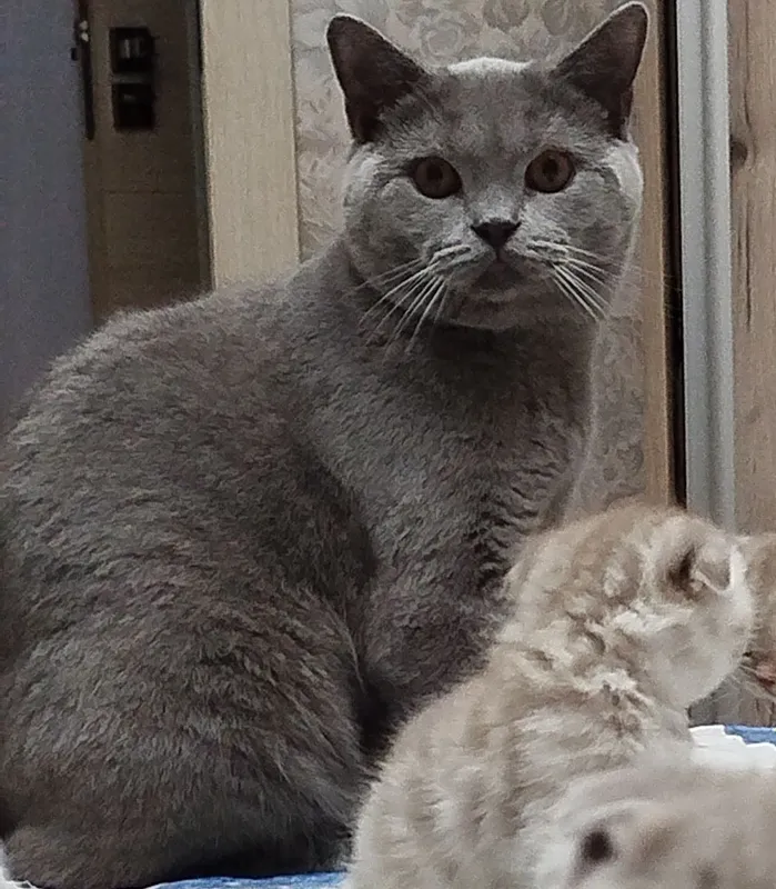 Вязка.Скотиш страйт