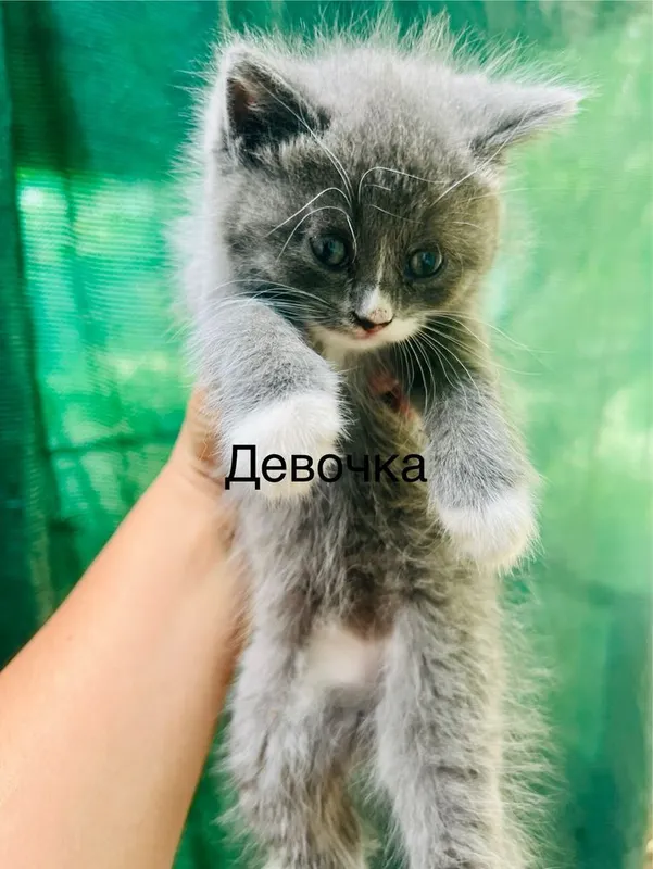 СРОЧНО!!Продается котята последняя фото мамы — фото 3