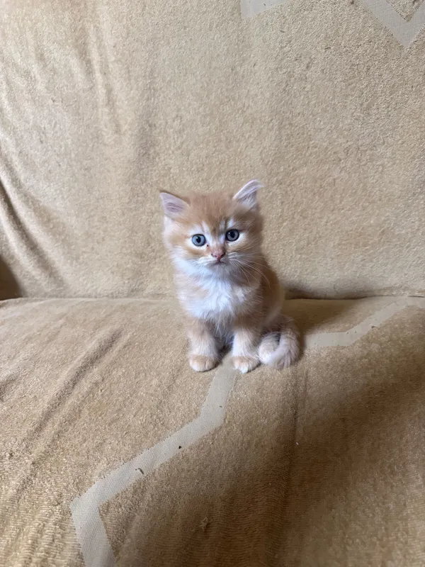 Продаются котята — фото 1